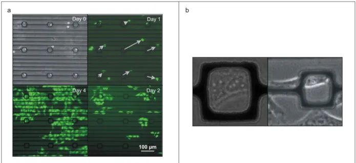 Figure 2.6 a. Phase and fluorescent images of GFP‐expressing HeLa cells trapped in a nDEP microwell array, showing that they  exhibit normal morphology and proliferation over 4 days after being trapped at 1 V pp  and 10 MHz. Arrows in the Day 1 figure  (to