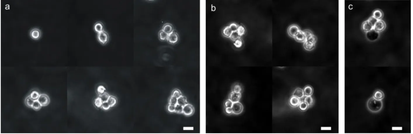 Figure  3.2  Making  clusters  of  mESCs  using  BFCs.  a.  Clusters of 1‐6  cells  can  be  easily  deposited  and  counted using  the BFC  (stitched  image).  b.  Clusters  were  not  always  symmetric.  For  e.g.,  clusters  of  5  cells  were  deposite