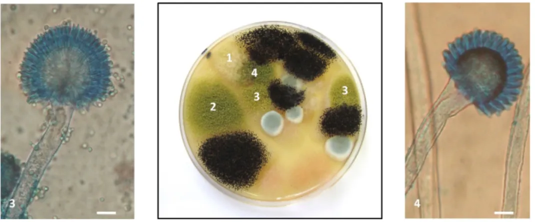 Figure 5. Presence of four different Aspergillus section Flavi strains in a single sample