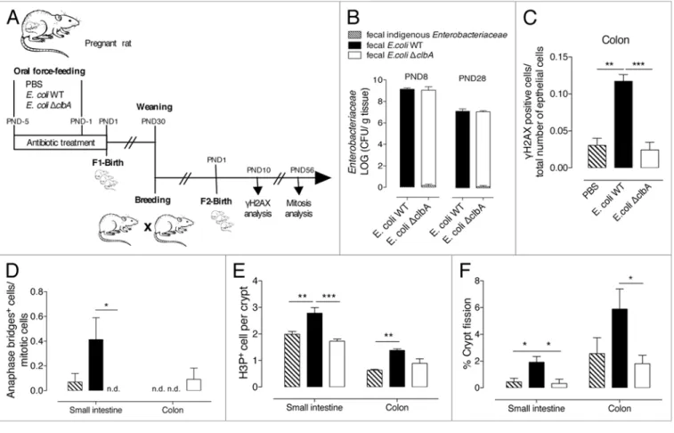 Figure 6. Alterations in intestinal physiology, induced by early gut colonization with commensal E