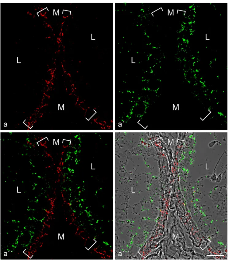 Fig. 4 Double-label immunofluorescence microscopy of cryostat cross- cross-sections through tubuli seminiferi of frozen bull testis after reactions with antibodies against E-cadherin (red; a, a'', a''') and N-cadherin (green; a', a'', a''')