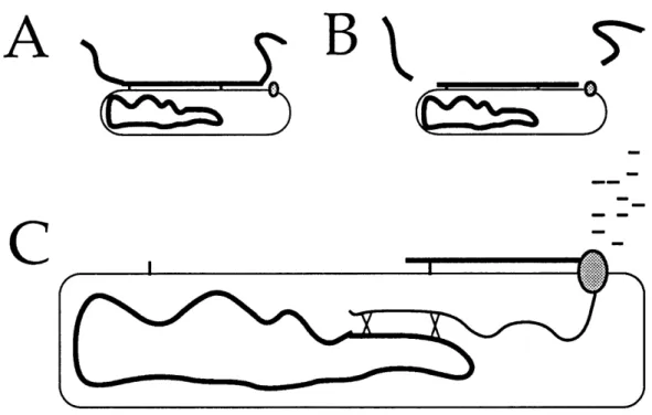 Figure 1.  DNA  uptake in Bacillus subtilis  (A)  Double-stranded  DNA  is bound, with no apparent sequence  specificity,  at a finite number of sites on the cell surface.