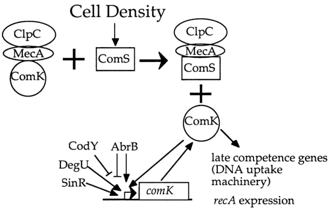 Figure  2.  Regulation  of the competence  transcription  factor, ComK.