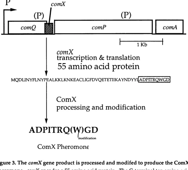 Figure 3. The comX gene  product is processed  and modifed  to produce the ComX pheromone