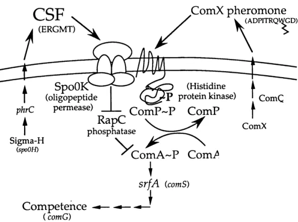 Figure 4.  Model  for cell  density regulation  of srfA  expression  and competence  in B