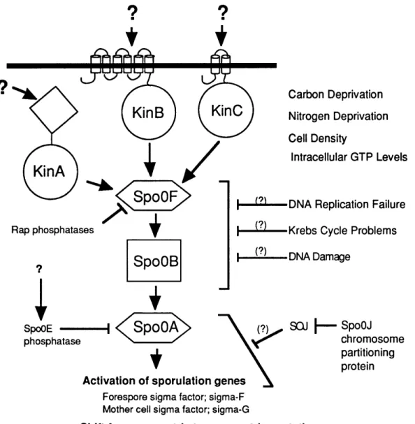 Figure 6.  The phosphorylation  and activation  of the  sporulation  transcription factor, SpoOA,  is controlled  by a multicomponent  phosphorelay