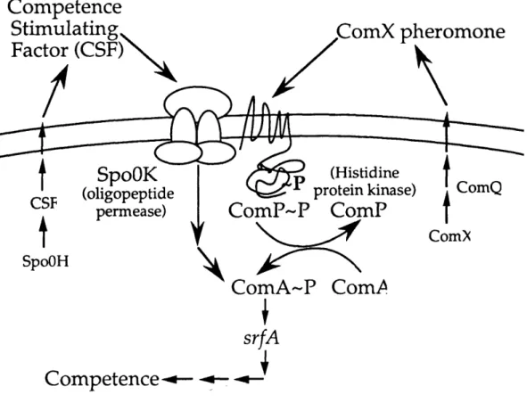 Figure  1.  Model  for the production  of  and response  to the two extracellular competence  factors