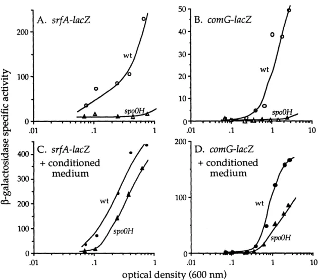 Figure 2.  Expression of  srfA-lacZ and comG-lacZ in wild type and a spoOH mutant in the presence and absence  of conditioned medium