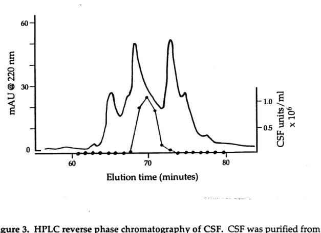 Figure 3.  HPLC reverse  phase chromatography  of CSF.  CSF was purified from conditioned  medium and assayed  as  described  in Materials  and Methods