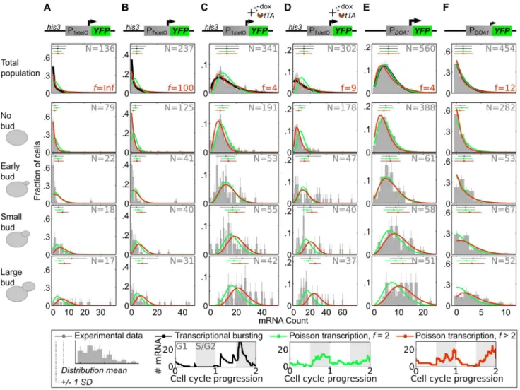 Figure 4. Large differences in transcriptional activity between S/G2/M and G1 depend on promoter