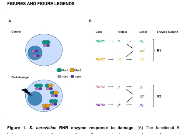 Figure 1. S. cerevisiae RNR enzyme response to damage. (A) The functional RNR  468 