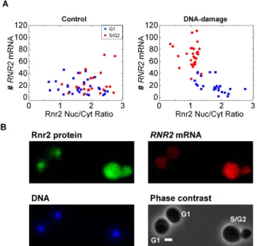 Figure 4. RNR2 transcript numbers show a cell-cycle dependent relation to Rnr2 protein  507 