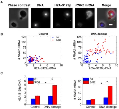 Figure 5. RNR2 induction correlates with variable Mec1 kinase activity in the cell-cycle
