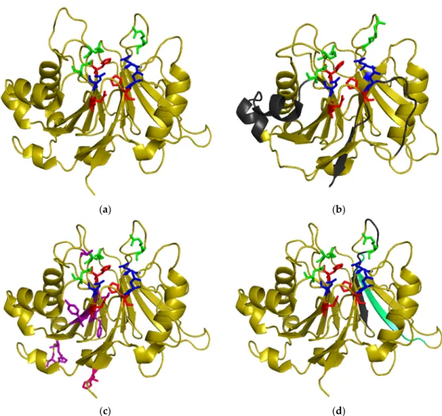 Figure 2. 3D structure of CdtBs: catalytic residues are represented in red, metal binding residues in  blue and substrate binding residues in green