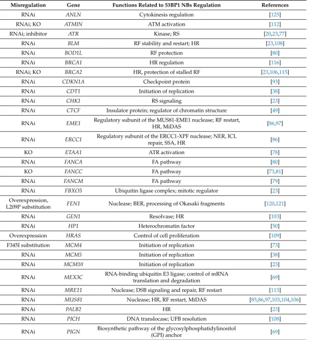 Table 1. Genes involved in increasing p53 binding protein 1 (53BP1) nuclear bodies (NBs) when misregulated.