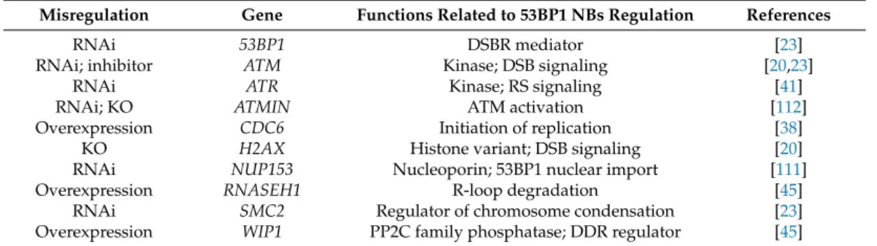 Table 2. Genes involved in the decrease of 53BP1 NBs formation when misregulated.