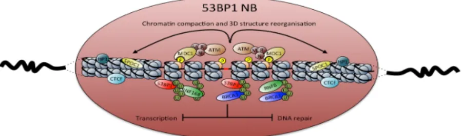 Figure 1. Composition of 53BP1 nuclear bodies. Unreplicated DNA from mother cell (red area) induces the  accumulation of DDR signaling factors in G1 daughter cells (53BP1 (red), MDC1, MRN complex, ATM  (brown), RNF8, RNF168 (green) and BRCA1 (blue), associ