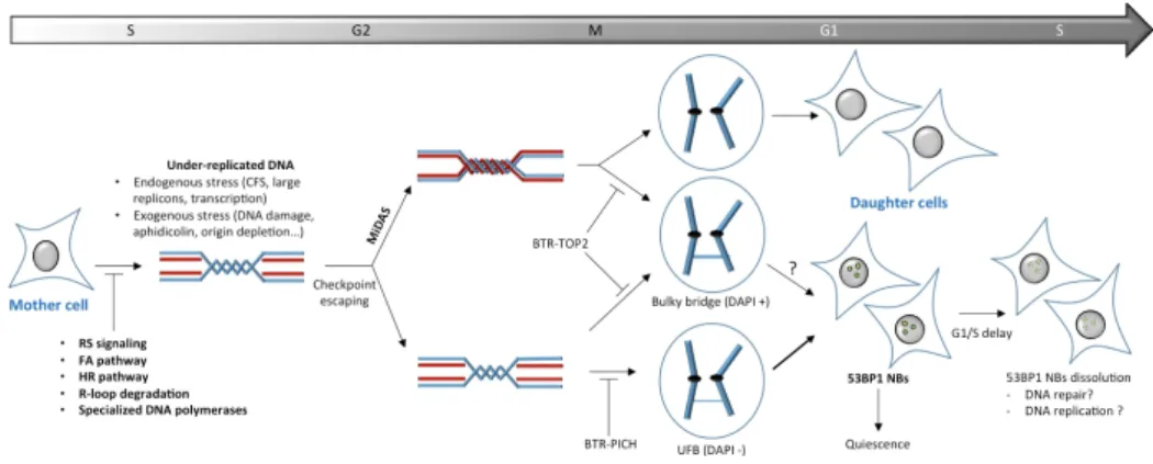 Figure 2. General scheme of 53BP1 NBs formation. During S phase, difficult to replicate loci such as  common fragile sites (CFS) and direct DNA damage induce physiological replication stresses  responsible of under-replicated DNA, allowing cells to escape 