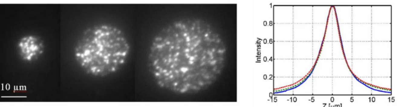 Figure 4. Images of a thin ﬂuorescent layer placed at the temporal focal plane, illuminated by a temporally focused holograms designed to generate full circles of diameters 10 μm , 20 μm , 30 μm , (left)