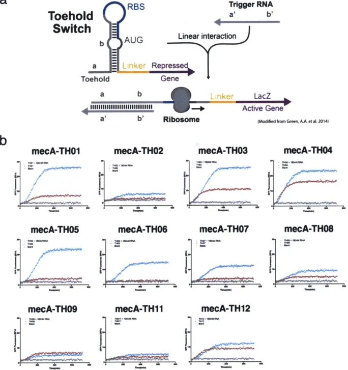 Figure 14:  (a)  General toehold switch model for the detection of nucleic acids via colorimetric  outputs, modified from  Green, A.A