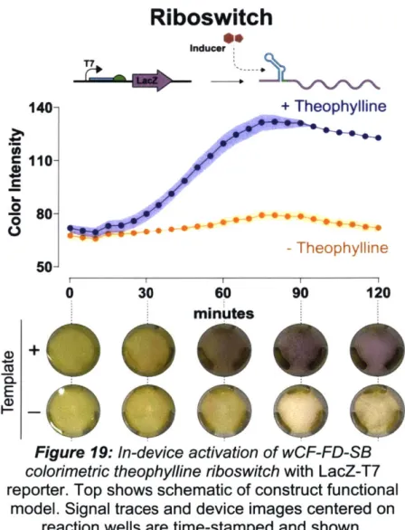 Figure 19:  In-device activation of wCF-FD-SB colorimetric  theophylline riboswitch with  LacZ-T7 reporter