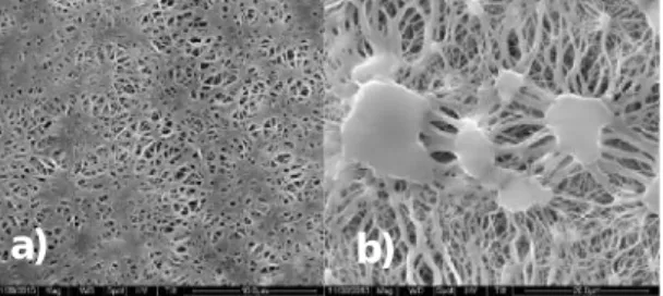 Figure 1. SEM images of double-faced current implanted Gore-Tex; a) Smooth surface b) Rough surface