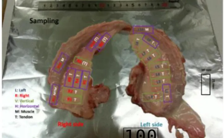 Figure 2. Sampling from the fresh pig’s diaphragm, left and right part