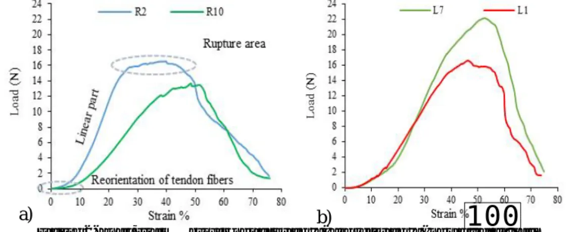 Figure 3. Load-strain % curves of right side (a) and left side (b) of pig’s diaphragm