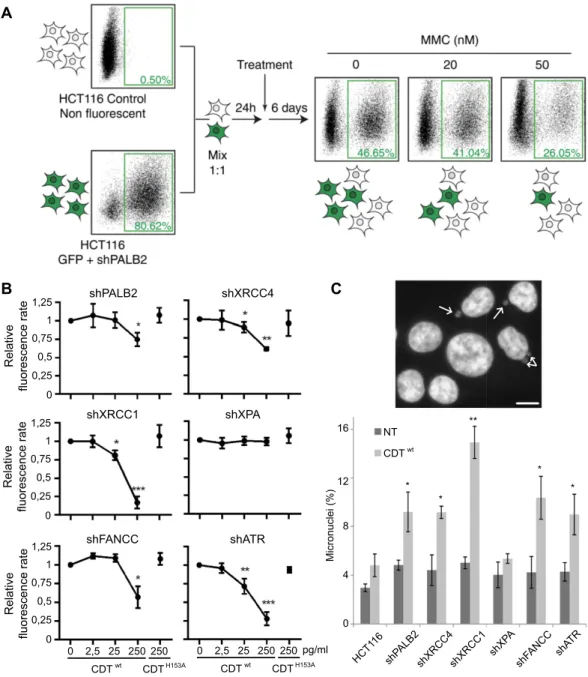 Figure 1.  Principle and results of the MCA assay after CDT exposure. (A) Schematic representation of the  Multicolor Competition Assay (MCA) exemplified by the validation of the shPALB2 cell line