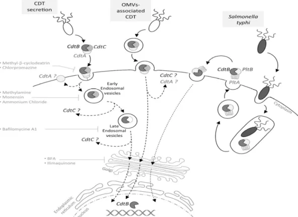 Figure 1. Cytolethal distending toxin (CDT) internalization and trafficking. Depending on  the bacteria, CDT may be secreted freely, into outer membrane vesicles (OMVs) or, in the  particular case of Salmonella typhi, into intracellular vesicles