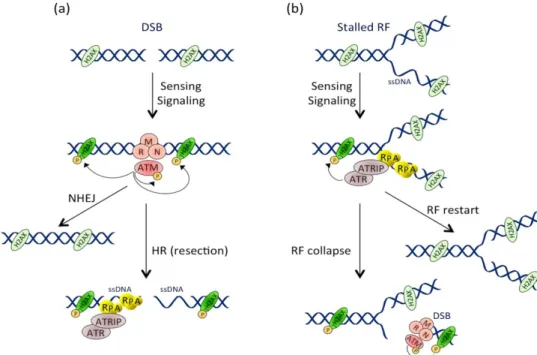 Figure 2. Activation and crosstalk between the ATM and ATR pathways. (a) Pathway  activation at the double-stranded break (DSB)