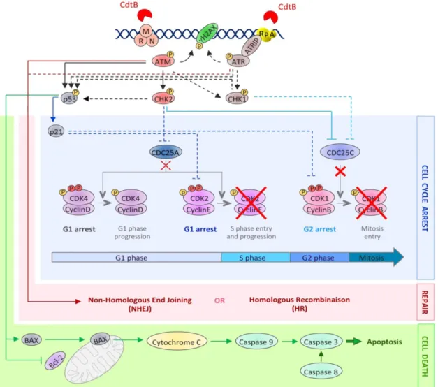 Figure 3. The activation of the DNA damage response upon CDT exposure. This picture  depicts the DDR molecular events induced after CDT intoxication