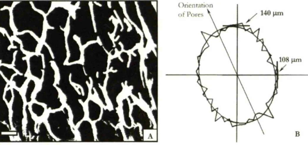 Figure 2.5. Linear intercept analysis of CG scaffold pore microstructure. Characteristic pore microstructure (scale bar: 100 /lm) (A) and best-fit ellipse as reported by linear intercept analysis performed by Scion Imaging software (B) of a CG scaffold fab