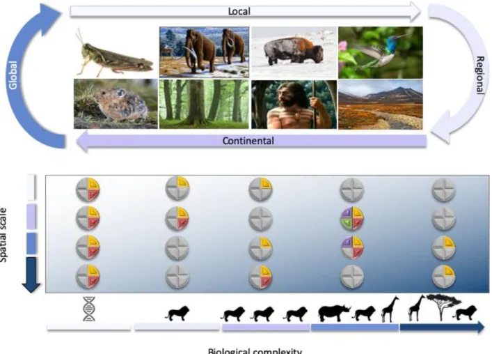Figure 5: Simulating mechanisms of past climate-biodiversity dynamics. Process-explicit models can be built across different levels of biological 