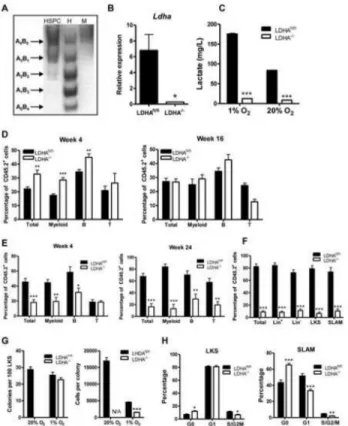 Figure 4. LDHA plays important roles in long-term hematopoiesis