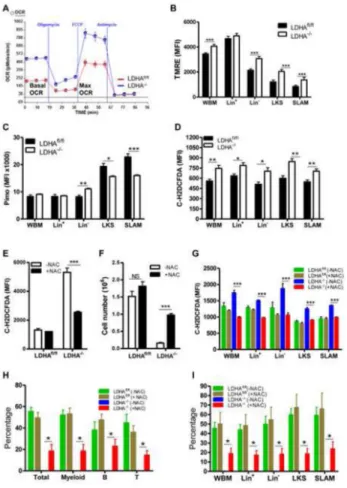 Figure 5. Antioxidant Treatment Partially Rescues the Functional Defects of LDHA −/−  BM cells in vitro and in vivo
