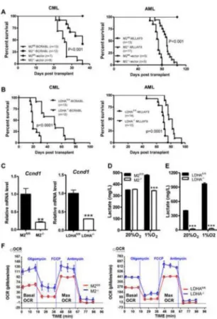 Figure 6. Loss of either PKM2 or LDHA extends disease latency of m yeloid leukemia in mice (A) PKM2 fl/fl :Mx1-cre +  and PKM2 fl/fl :Mx1-cre −  mice were treated with poly(I:C)