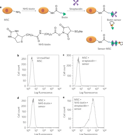 Figure 2. Anchoring the engineered aptamer sensor to the cell surface