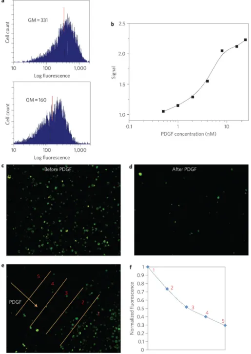 Figure 3. Aptamer sensor functions on the cell surface