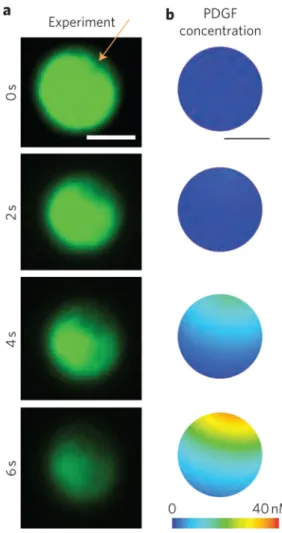 Figure 4. Spatial-temporal imaging of a single MSC functionalized with the quench sensor demonstrates that PDGF sensing correlates with data generated from a computational model a, PDGF (2 μM) was injected 30 μm from the cell using a microneedle, as indica