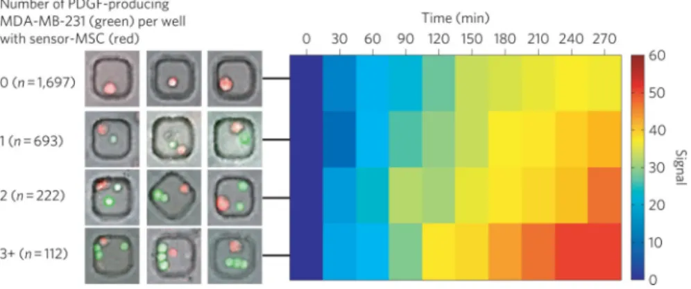 Figure 5. Real-time sensing of PDGF secretion from neighbouring MDA-MB-231 cells by sensor- sensor-engineered MSCs