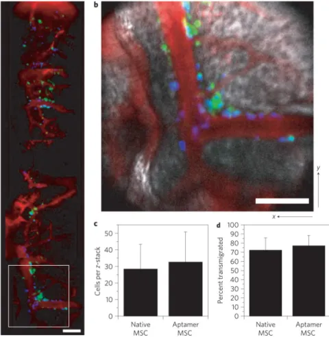 Figure 6. Bone marrow homing and transmigration of aptamer-labelled MSCs