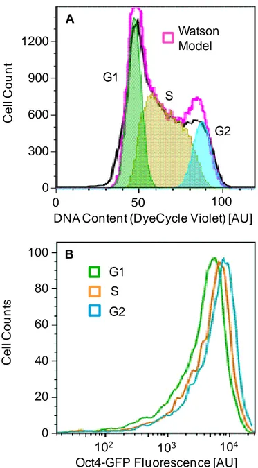 Figure 2-2 Oct4-GFP variability cannot be explained by differences in cell cycle stage  (A) Cell cycle analysis of undifferentiated and unsorted O4G mESC by fitting to a  Watson cell cycle model [133] to identify cells in different cell cycle phases