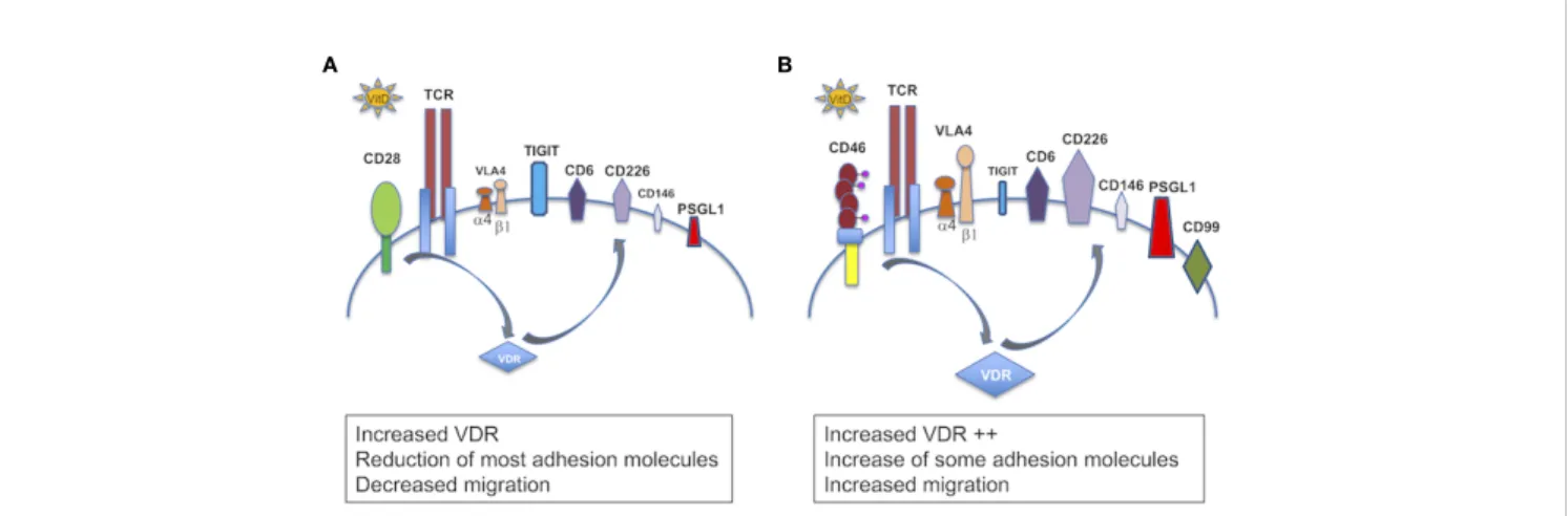 FIGURE 10 | Schema summarizing the role of vitamin D in the modulation of adhesion of T cells