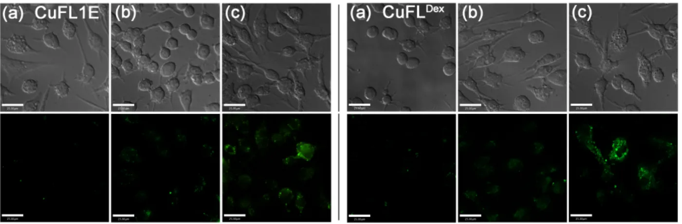 Figure 5. Visualization of NO produced endogenously in Raw 264.7 cells using CuFL1E (left) and CuFL Dex  (right) after stimulation with  LPS and INF-γ for 14 h