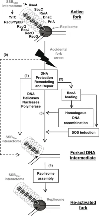 Figure S1 (A, B) The ypbB-recS locus organization is conserved in the Bacillales and Lactobacillales Orders