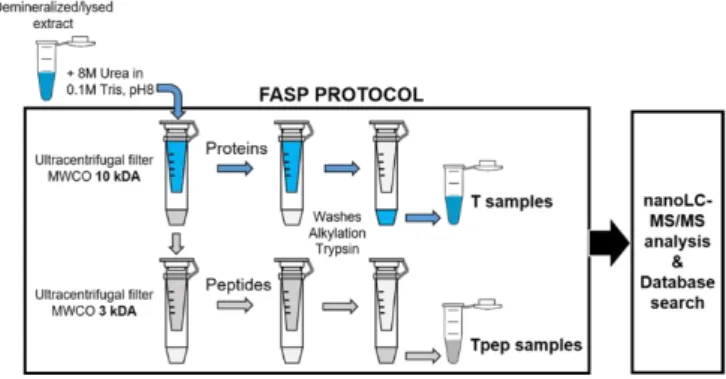 Figure  1:  Schematic  of  the  FASP  protocol  describing  the steps for  the  preparation  of the T  samples  (tryptic  peptides  issued  from  protein  digestion)  and  the  Tpep  samples  (tryptic  peptides issued from the digestion of peptides and/or 