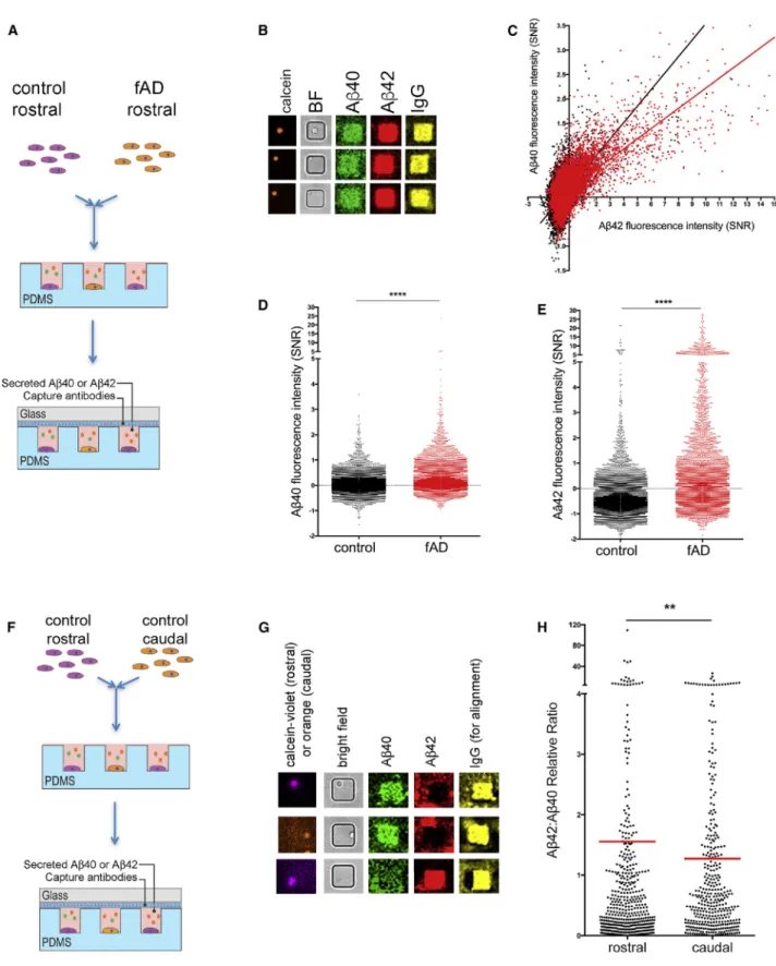 Figure 4. Single-Cell Analyses Support Differential Ab40 and Ab42 Secretion by Distinct Neuronal Subtypes