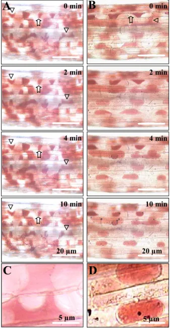 Figure 5: Plasma membrane – cell wall adhesions  in  A. thaliana hypocotyls. Hypocotyls from  8-day-old etiolated seedlings were prepared and  stained with neutral red as described in Materials  and Methods