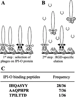 Figure 1 : Selection of phages displaying random  heptamer peptides that interact with the RGD  sequence of the IPI-O protein